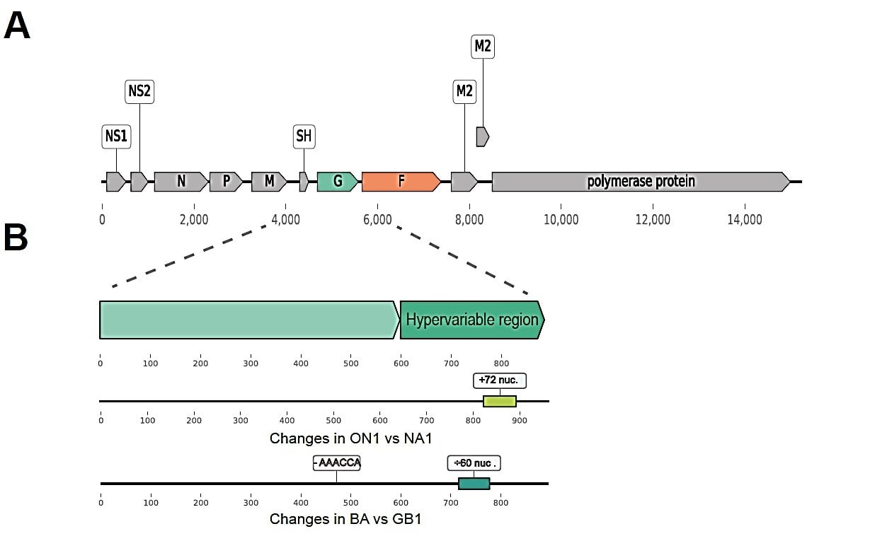 Figure1_human_RSV_genome